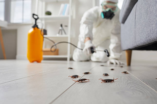 Affordable Pest Control solutions in Hampton, SC